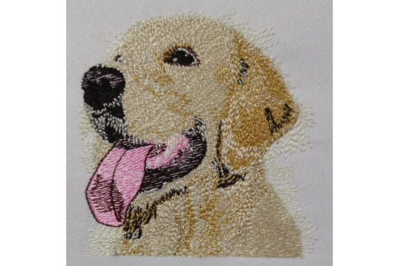 Download Golden Retriever - Old Collection